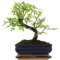 Chinese elm, Bonsai, 10 years, 27cm