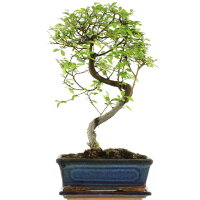 Chinese elm, Bonsai, 10 years, 38cm