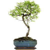 Chinese elm, Bonsai, 10 years, 37cm