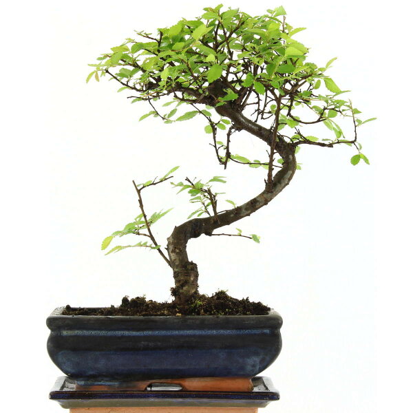 Chinesische Ulme, Bonsai, 10 Jahre, 31cm