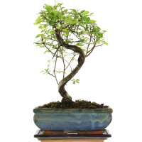 Chinesische Ulme, Bonsai, 10 Jahre, 31cm