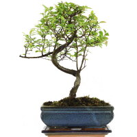 Chinesische Ulme, Bonsai, 10 Jahre, 33cm