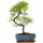 Chinese elm, Bonsai, 10 years, 39cm