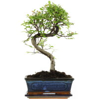 Chinese elm, Bonsai, 10 years, 36cm
