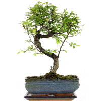 Chinese elm, Bonsai, 10 years, 34cm