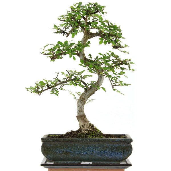 Chinese elm, Bonsai, 11 years, 43cm