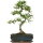 Chinese elm, Bonsai, 11 years, 43cm
