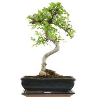 Chinese elm, Bonsai, 11 years, 41cm