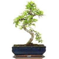 Chinese elm, Bonsai, 11 years, 40cm