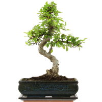 Chinese elm, Bonsai, 11 years, 38cm