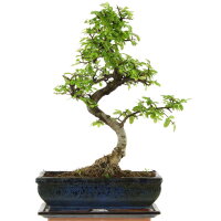 Chinesische Ulme, Bonsai, 11 Jahre, 41cm
