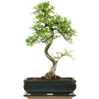 Chinese elm, Bonsai, 11 years, 42cm