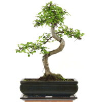 Chinese elm, Bonsai, 11 years, 39cm