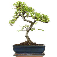 Chinese elm, Bonsai, 11 years, 41cm