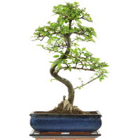 Chinese elm, Bonsai, 11 years, 45cm