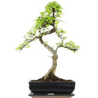 Chinese elm, Bonsai, 11 years, 48cm