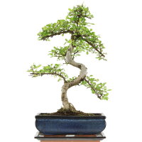 Chinese elm, Bonsai, 11 years, 44cm