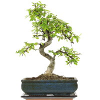 Chinese elm, Bonsai, 11 years, 39cm