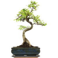 Chinese elm, Bonsai, 11 years, 47cm