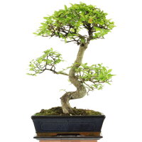 Chinese elm, Bonsai, 11 years, 46cm
