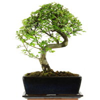 Chinese elm, Bonsai, 11 years, 36cm