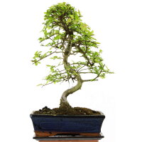 Chinese elm, Bonsai, 11 years, 44cm