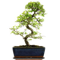 Chinese elm, Bonsai, 11 years, 42cm