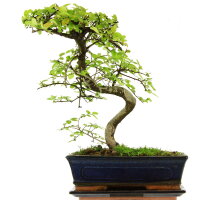 Chinesische Ulme, Bonsai, 11 Jahre, 38cm