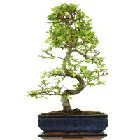 Chinese elm, Bonsai, 11 years, 46cm