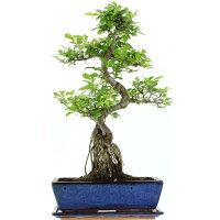 Chinese elm, Bonsai, 12 years, 55cm