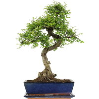Chinese elm, Bonsai, 12 years, 54cm