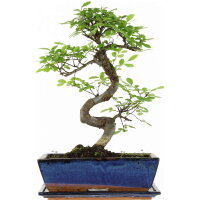 Chinesische Ulme, Bonsai, 12 Jahre, 44cm