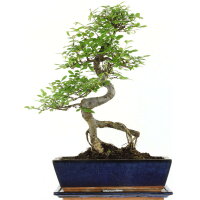 Chinesische Ulme, Bonsai, 12 Jahre, 47cm
