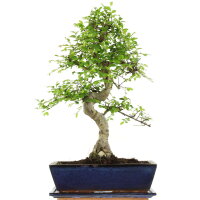 Chinese elm, Bonsai, 12 years, 52cm