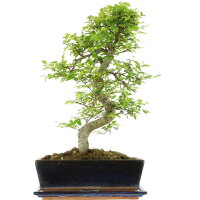 Chinese elm, Bonsai, 12 years, 48cm