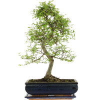 Chinese elm, Bonsai, 12 years, 51cm