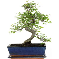 Chinese elm, Bonsai, 12 years, 40cm