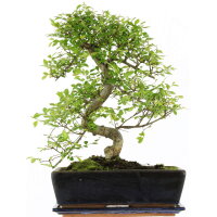 Chinese elm, Bonsai, 12 years, 44cm