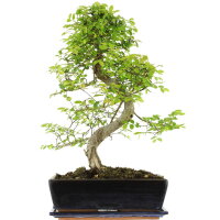 Chinese elm, Bonsai, 12 years, 50cm