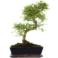 Chinese elm, Bonsai, 12 years, 46cm