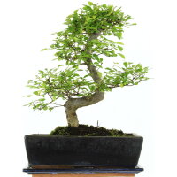Chinese elm, Bonsai, 12 years, 39cm