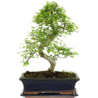 Chinese elm, Bonsai, 12 years, 44cm