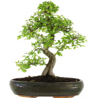 Chinese elm, Bonsai, 13 years, 44cm