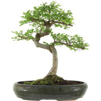 Chinese elm, Bonsai, 13 years, 46cm