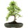 Chinese elm, Bonsai, 13 years, 48cm