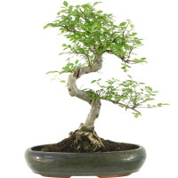 Chinese elm, Bonsai, 13 years, 49cm