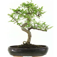 Chinese elm, Bonsai, 13 years, 45cm