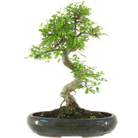 Chinese elm, Bonsai, 13 years, 50cm
