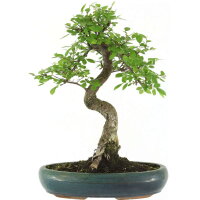 Chinese elm, Bonsai, 13 years, 52cm