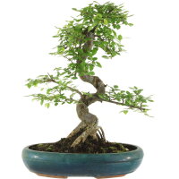 Chinese elm, Bonsai, 13 years, 49cm